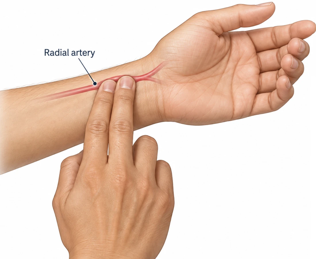 A left hand held palm upwards. The index and middle fingers of the right
         hand press on the thumb side of the left wrist, just below the crease,
         where the radial artery is labelled. The right thumb is folded into the
         palm, well clear of the wrist, and is not used.